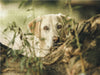 Labrador im Gebüsch - CALVENDO Foto-Puzzle - calvendoverlag 39.99