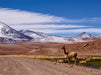 Vicuña im Altiplano, Atacamawüste - CALVENDO Foto-Puzzle - calvendoverlag 44.99