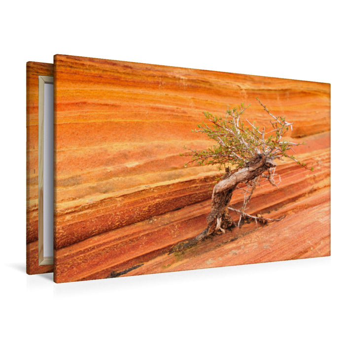 Premium textile canvas Premium textile canvas 120 cm x 80 cm landscape Trees in the world, the Wave Arizona 
