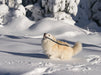 Islandhund im Schnee - CALVENDO Foto-Puzzle - calvendoverlag 39.99