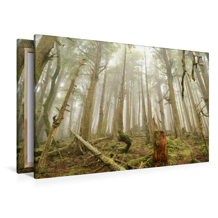 Premium textile canvas Premium textile canvas 120 cm x 80 cm across Tow Hill - at the northernmost point of Haida Gwaii 
