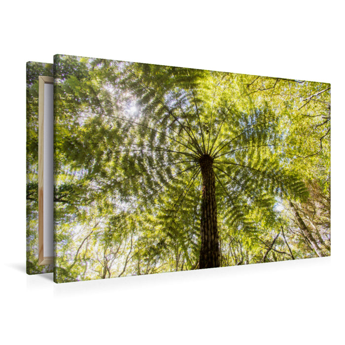 Premium textile canvas Premium textile canvas 120 cm x 80 cm landscape fern roof, New Zealand, Trounson Kauri Park 
