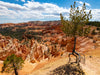 Luftbaum, USA, Bryce Canyon - CALVENDO Foto-Puzzle - calvendoverlag 29.99