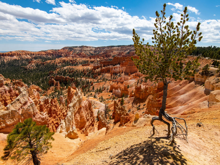 Luftbaum, USA, Bryce Canyon - CALVENDO Foto-Puzzle - calvendoverlag 29.99