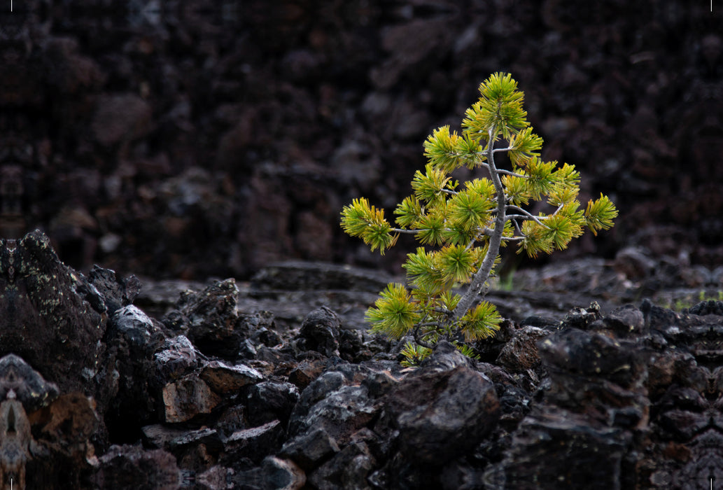 Premium textile canvas Premium textile canvas 120 cm x 80 cm landscape Life finds a way, USA, Craters of the Moon 