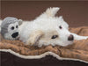 Junger Islandhund beim Chillen - CALVENDO Foto-Puzzle - calvendoverlag 29.99