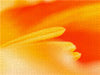 Faszinierendes Farbenspiel einer Tulpenblüte - CALVENDO Foto-Puzzle - calvendoverlag 39.99