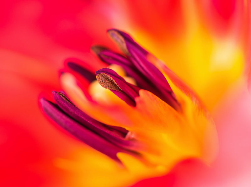 Blütendetails: Blick in eine Tulpenblüte - CALVENDO Foto-Puzzle - calvendoverlag 29.99