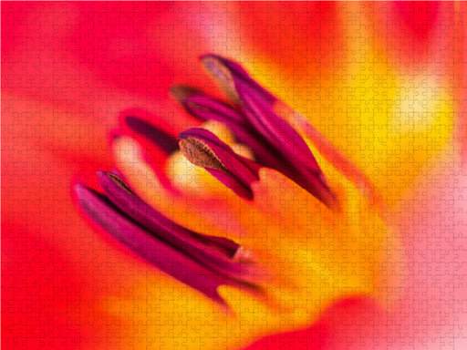 Blütendetails: Blick in eine Tulpenblüte - CALVENDO Foto-Puzzle - calvendoverlag 29.99