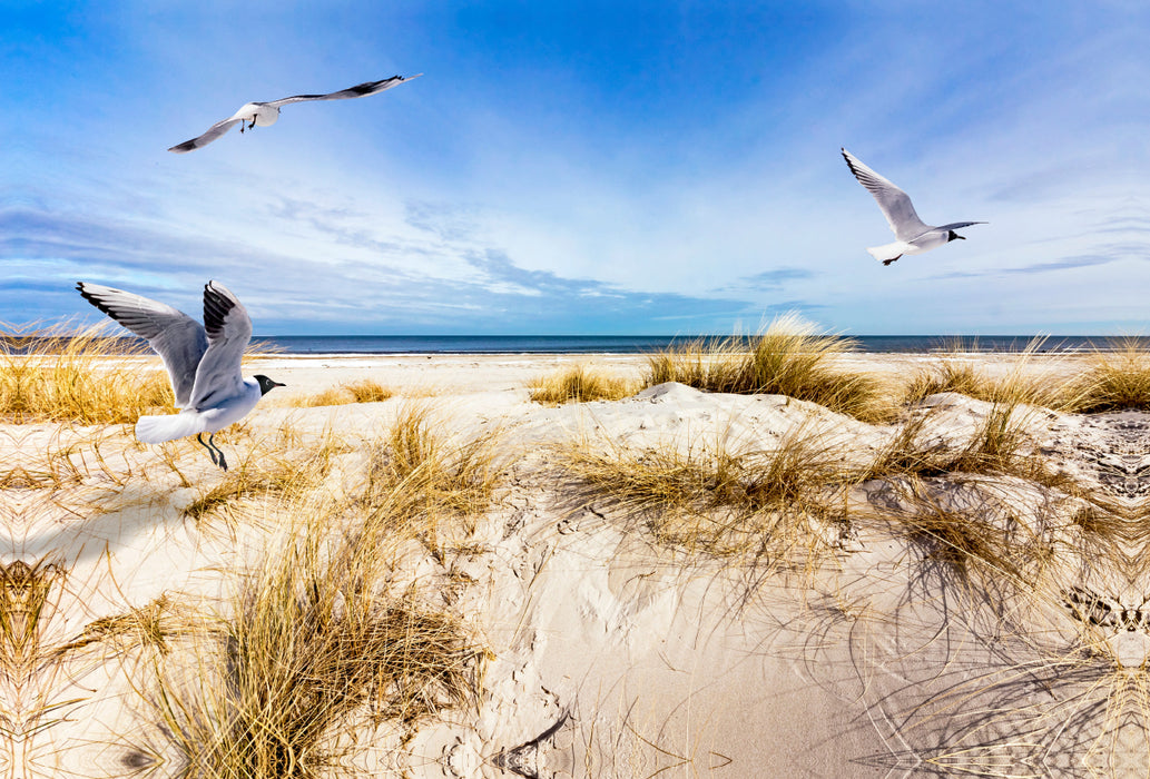 Premium textile canvas Premium textile canvas 120 cm x 80 cm landscape Seagulls on the beach in Prerow 