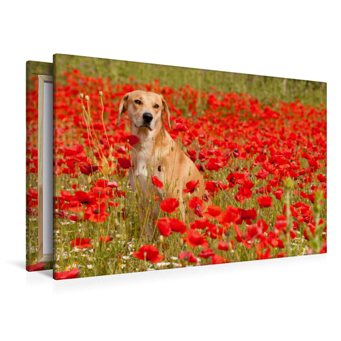 Premium Textil-Leinwand Premium Textil-Leinwand 120 cm x 80 cm quer Hund mit rot - Azawakh - Ridgeback