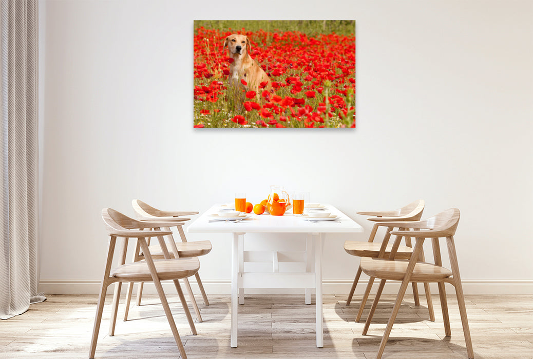 Premium textile canvas Premium textile canvas 120 cm x 80 cm landscape dog with red - Azawakh - Ridgeback 