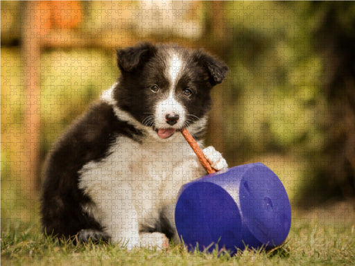 Pfotastische Border Collie Welpen - CALVENDO Foto-Puzzle - calvendoverlag 39.99