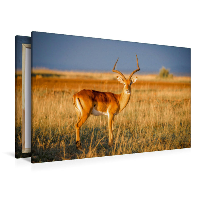 Premium Textil-Leinwand Premium Textil-Leinwand 120 cm x 80 cm quer Impala-Antilope in der Savanne - Masai Mara