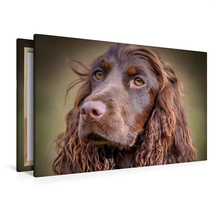 Premium Textil-Leinwand Premium Textil-Leinwand 120 cm x 80 cm quer Arroganter Cocker Spaniel