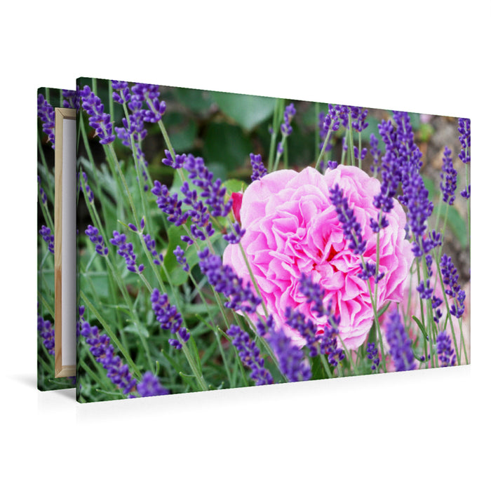 Premium Textil-Leinwand Premium Textil-Leinwand 120 cm x 80 cm quer Rose im Lavendel