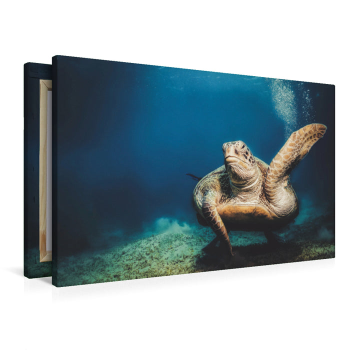 Toile textile premium Toile textile premium 90 cm x 60 cm paysage tortue de mer d'Egypte 