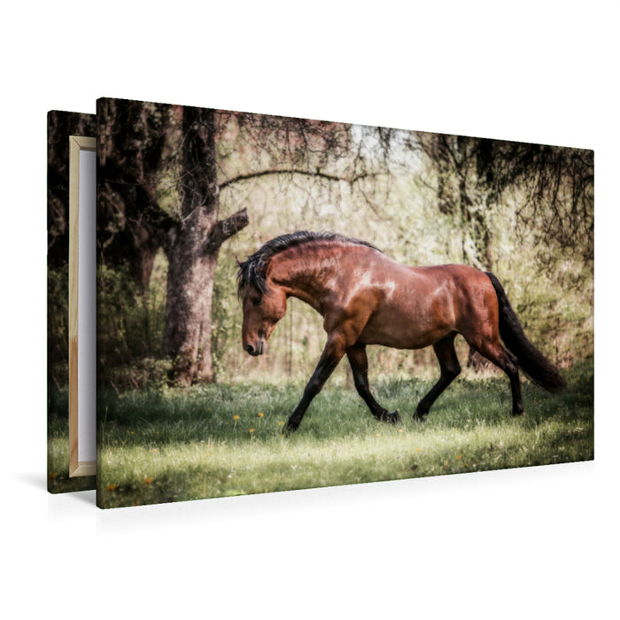 Premium Textil-Leinwand Premium Textil-Leinwand 120 cm x 80 cm quer Ein Motiv aus dem Kalender Die Faszinierende Welt der Pferde