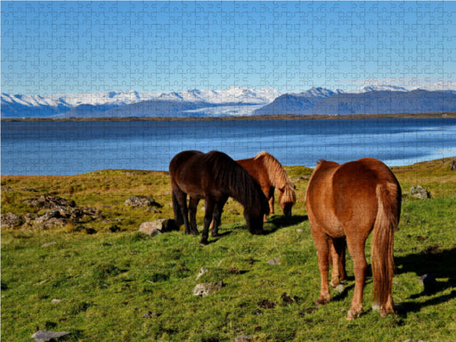 Islandpferde in Stokksnes - CALVENDO Foto-Puzzle - calvendoverlag 29.99
