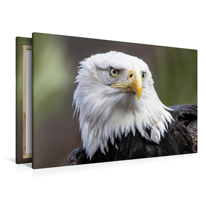 Premium Textil-Leinwand Premium Textil-Leinwand 120 cm x 80 cm quer Weißkopfseeadler