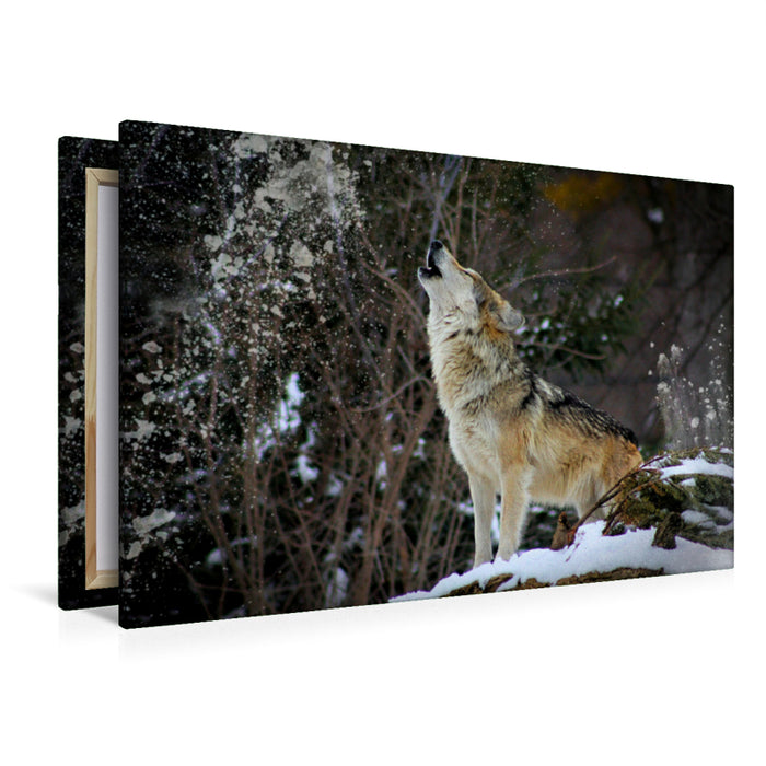 Premium Textil-Leinwand Premium Textil-Leinwand 120 cm x 80 cm quer Wolf heult im Schnee