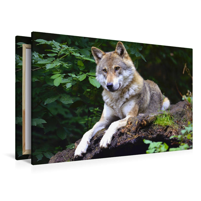 Premium Textil-Leinwand Premium Textil-Leinwand 120 cm x 80 cm quer Wolf auf Beobachtungsposten