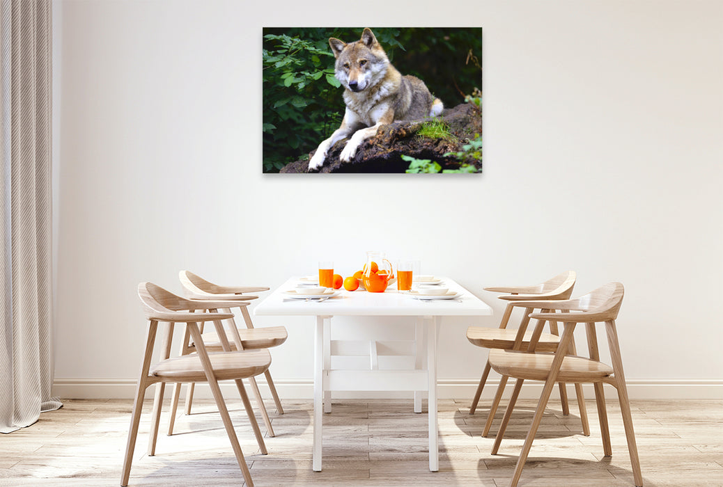 Premium Textil-Leinwand Premium Textil-Leinwand 120 cm x 80 cm quer Wolf auf Beobachtungsposten