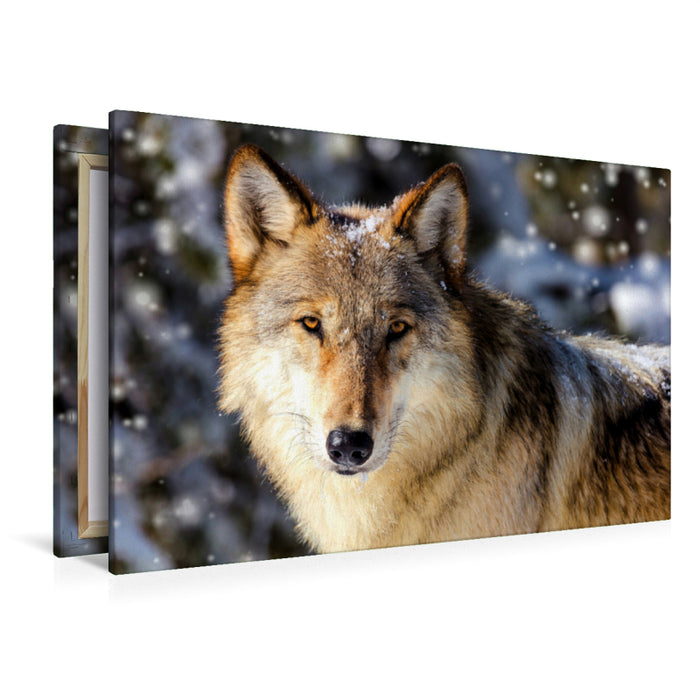 Premium Textil-Leinwand Premium Textil-Leinwand 120 cm x 80 cm quer Imposantes Wolfsmännchen