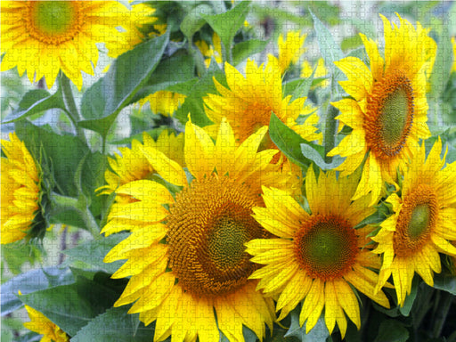 Sonnenblumen - CALVENDO Foto-Puzzle - calvendoverlag 29.99