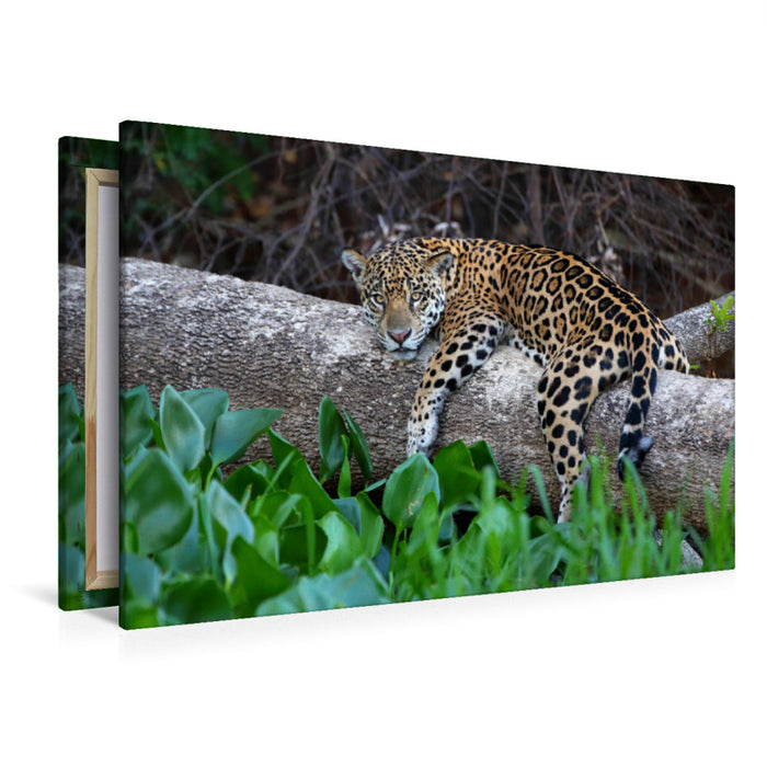 Premium Textil-Leinwand Premium Textil-Leinwand 120 cm x 80 cm quer Jaguar, Rio Paraguay, Brasilien