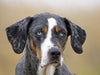 Louisiana Catahoula Leopard Dog - CALVENDO Foto-Puzzle - calvendoverlag 29.99