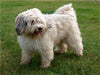 Tibet-Terrier - Eine Hunderasse mit Charakter - CALVENDO Foto-Puzzle - calvendoverlag 29.99