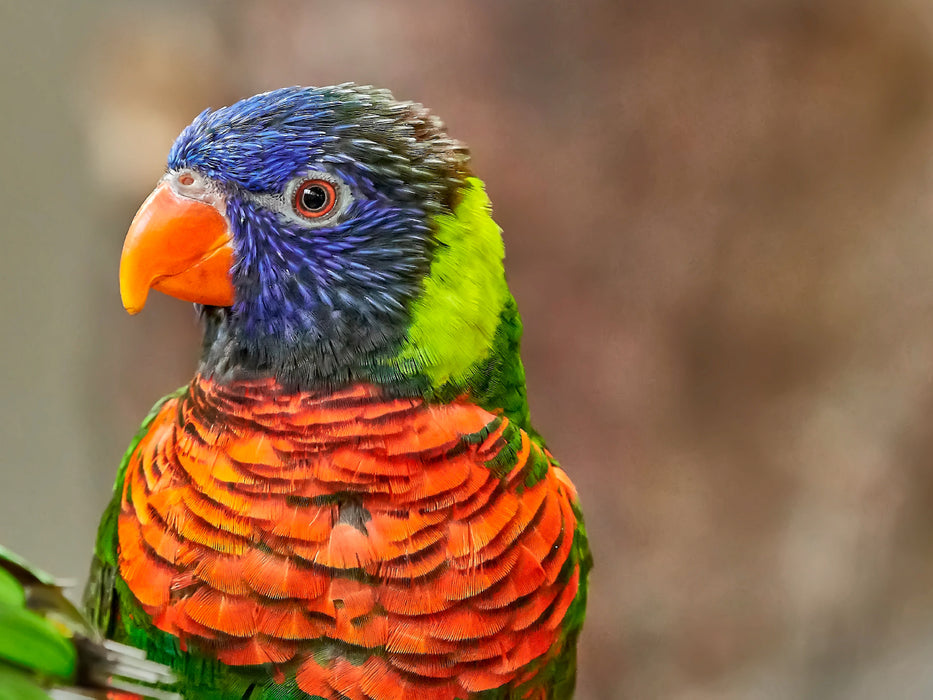 Wunderschöne Papageien - Lori - CALVENDO Foto-Puzzle - calvendoverlag 29.99