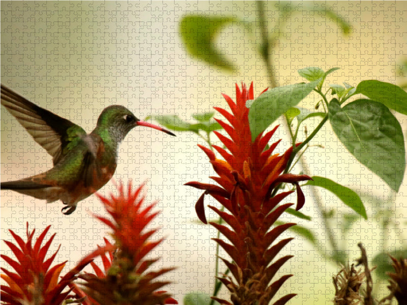 Smaragd-Kolibri - CALVENDO Foto-Puzzle - calvendoverlag 29.99