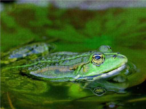 Spiegelung. - CALVENDO Foto-Puzzle - calvendoverlag 29.99