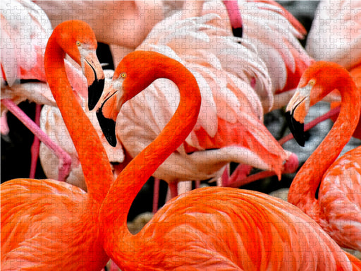 Flamingo - CALVENDO Foto-Puzzle - calvendoverlag 29.99
