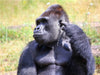 Westlicher Flachlandgorilla – Silberrücken Jambo (3) - CALVENDO Foto-Puzzle - calvendoverlag 29.99