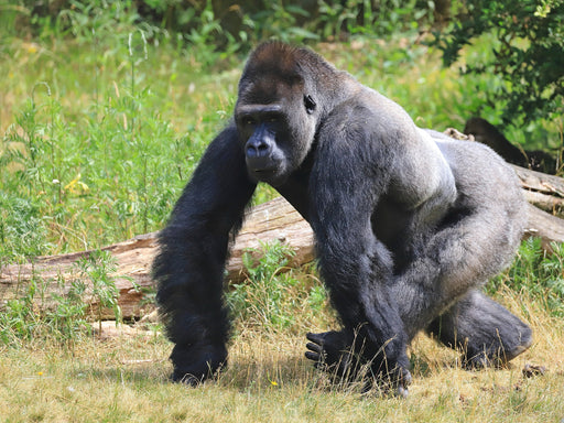 Westlicher Flachlandgorilla – Silberrücken Jambo (4) - CALVENDO Foto-Puzzle - calvendoverlag 29.99