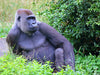 Westlicher Flachlandgorilla – Tiefenentspannt im Paradies - CALVENDO Foto-Puzzle - calvendoverlag 29.99