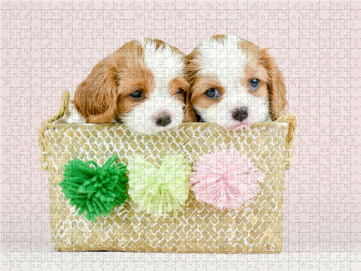 Beste Freunde Zwei Cavalier King Charles Spaniel Welpen - CALVENDO Foto-Puzzle - calvendoverlag 29.99