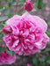 Rosa "Warwick Castle" - CALVENDO Foto-Puzzle - calvendoverlag 29.99