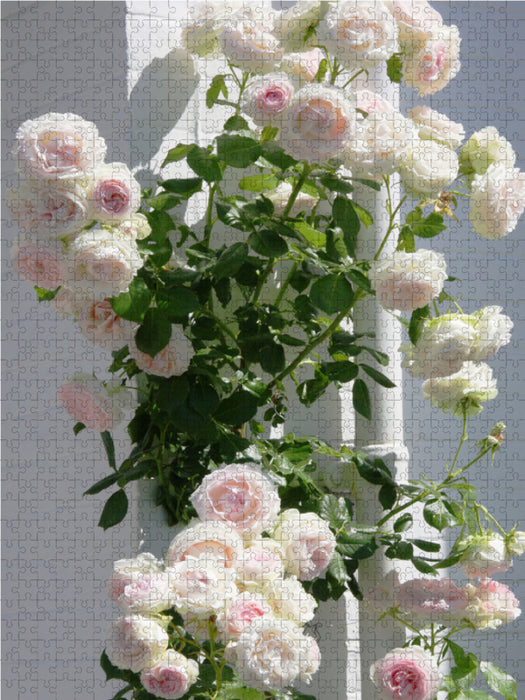 Kletterrose "Sabrina" - CALVENDO Foto-Puzzle - calvendoverlag 29.99