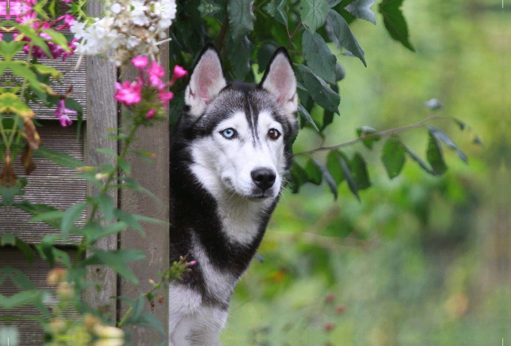 Premium textile canvas Premium textile canvas 120 cm x 80 cm landscape Siberian Husky 