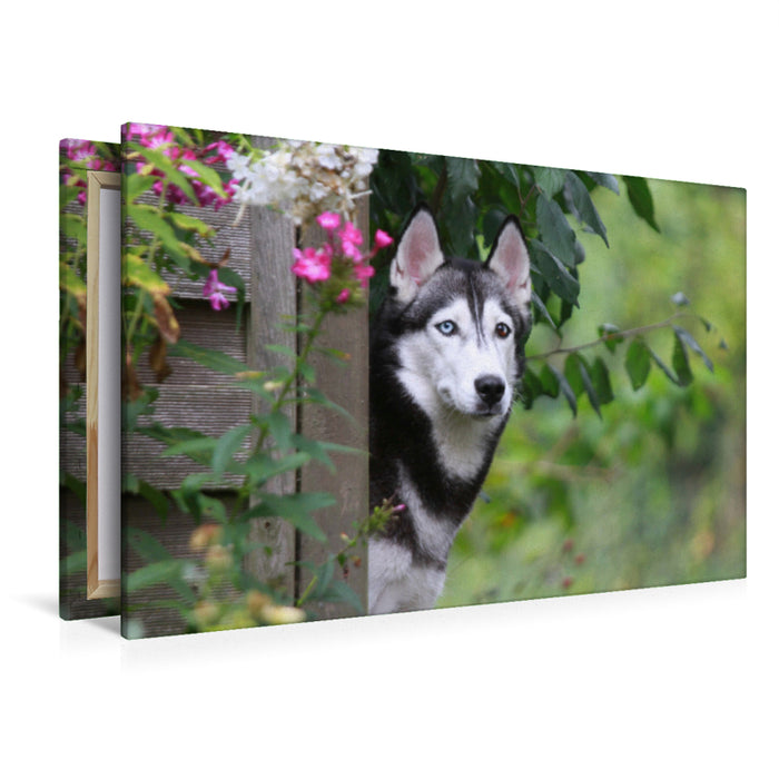 Premium Textil-Leinwand Premium Textil-Leinwand 120 cm x 80 cm quer Siberian Husky