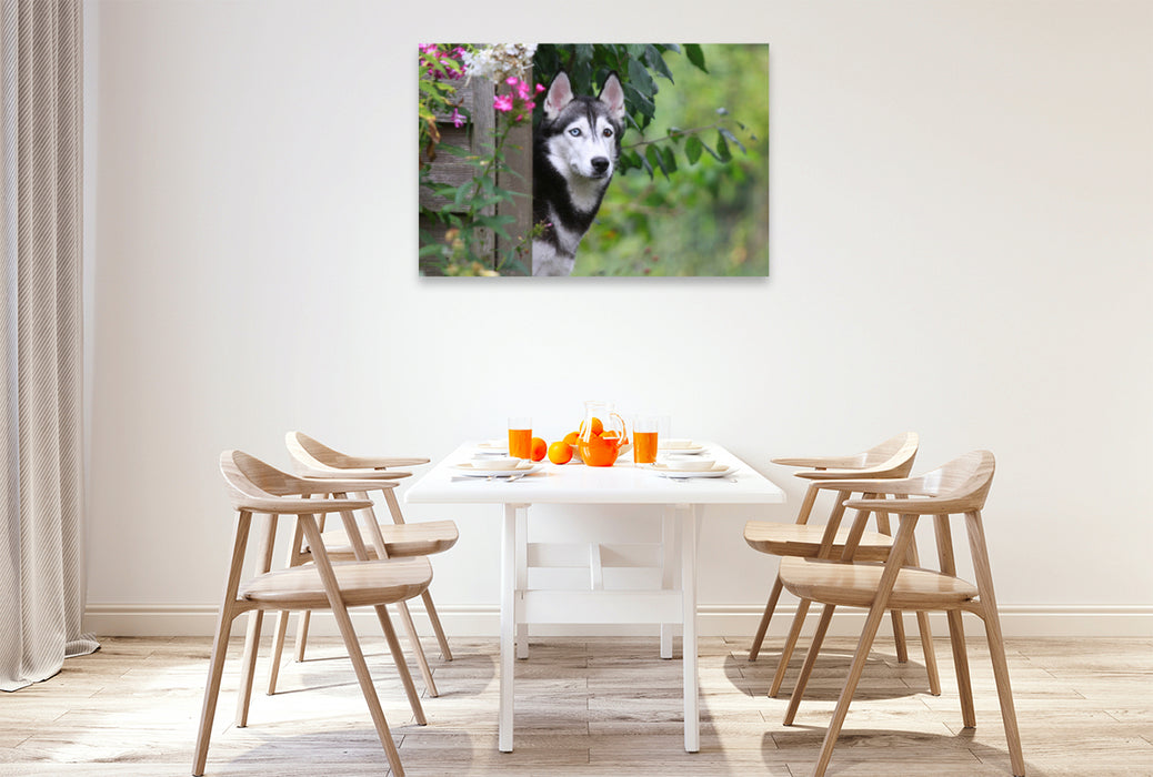 Premium textile canvas Premium textile canvas 120 cm x 80 cm landscape Siberian Husky 