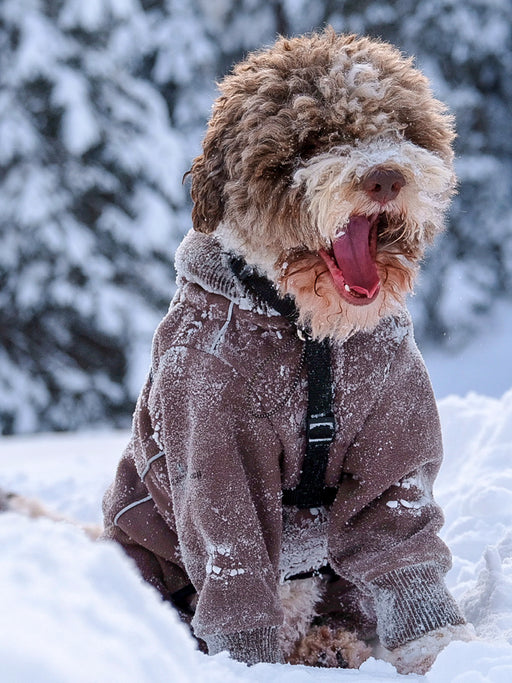 Lagotto Schneealarm - CALVENDO Foto-Puzzle - calvendoverlag 29.99