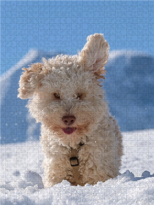 Lagotto Ohren hören alles - CALVENDO Foto-Puzzle - calvendoverlag 29.99