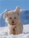 Lagotto Ohren hören alles - CALVENDO Foto-Puzzle - calvendoverlag 29.99