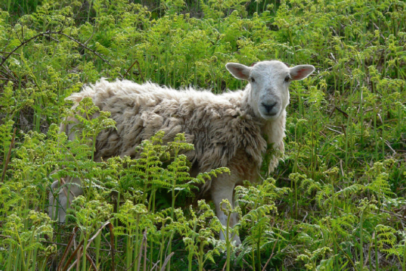 Toile textile premium Toile textile premium 45 cm x 30 cm paysage Moutons dans les fougères 