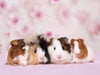 Meerschweinchen - CALVENDO Foto-Puzzle - calvendoverlag 29.99